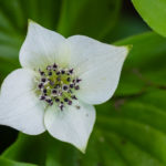 <em>Cornus canadensis</em> 04/05/2022