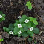 <em>Cornus canadensis</em> 05/05/2022