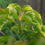 <em>Cornus hongkongensis</em> 10/06/2021