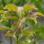 <em>Cornus hongkongensis</em> 10/06/2021