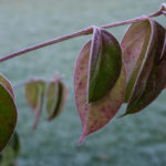 <em>Cornus hongkongensis</em> 15/11/2019