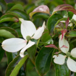 <em>Cornus hongkongensis</em> 18/06/2022