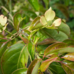 <em>Cornus hongkongensis</em> 22/05/2020