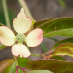 <em>Cornus hongkongensis</em> 22/05/2020