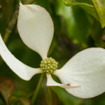 <em>Cornus hongkongensis</em> 30/06/2024