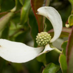 <em>Cornus hongkongensis</em> 30/06/2024