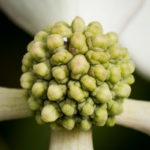 <em>Cornus hongkongensis</em> 30/06/2024