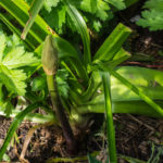 <em>Crinum Powellii</em> 'Rosea' 01/07/2020