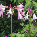 <em>Crinum Powellii</em> 'Rosea' 01/08/2021