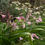 <em>Crinum Powellii</em> 'Rosea' 19/07/2025