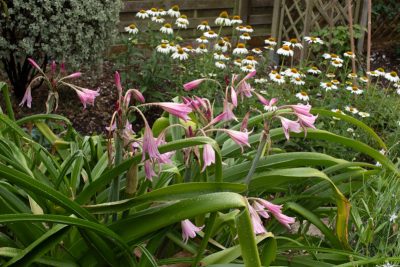 Une douzaine de tiges florales en 2025