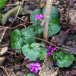 <em>Cyclamen coum</em> 24/03/2017