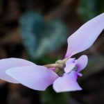 <em>Cyclamen hederifolium</em> 05/10/2025