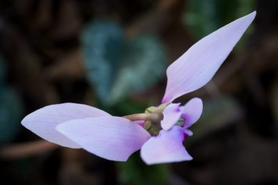 Gros plan fleur - automne 2025