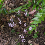 <em>Cyclamen hederifolium</em> 16/10/2018