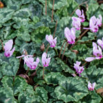 <em>Cyclamen hederifolium</em> 16/11/2020