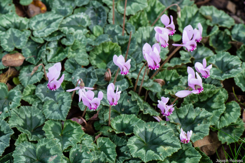 Long flowering season this year