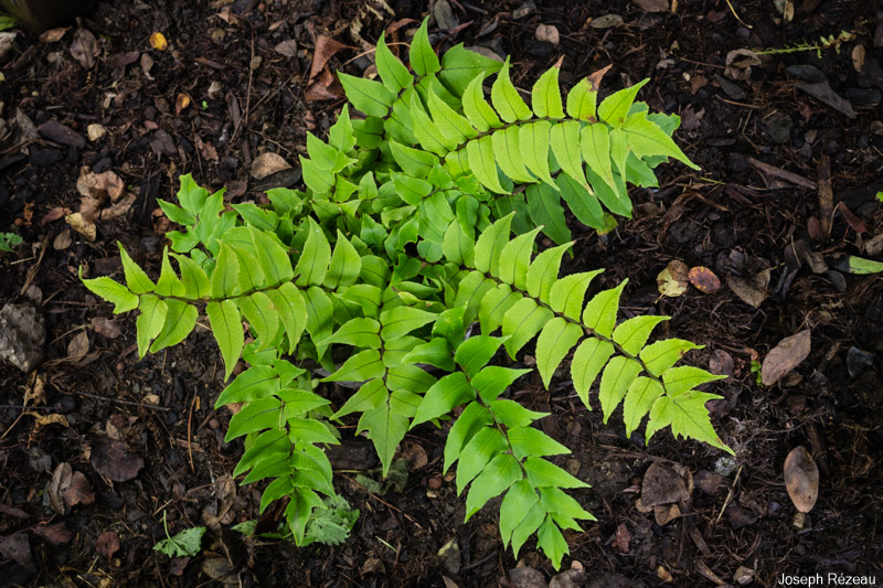 Feuillage d'été