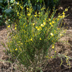 <em>Cytisus x praecox</em> 10/04/2015