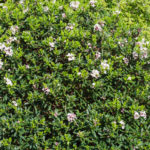 <em>Daphne x transatlantica </em> 'Eternal Fragrance' 11/04/2019