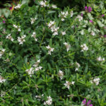 <em>Daphne x transatlantica </em> 'Eternal Fragrance' 18/06/2016