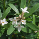 <em>Daphne x transatlantica </em> 'Eternal Fragrance' 18/06/2016
