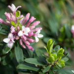 <em>Daphne x transatlantica </em> 'Eternal Fragrance' 24/03/2017