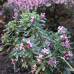 <em>Daphne x transatlantica </em> 'Pink Fragrance' 24/03/2024