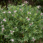 <em>Daphne x transatlantica </em> 'Pink Fragrance' 31/05/2025
