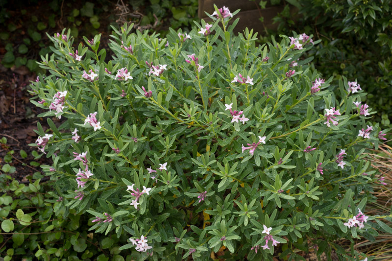 Deuxième floraison fin mai 2025