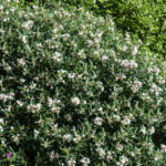 <em>Daphne x transatlantica</em> ‘Eternal Fragrance’ 21/06/2018