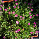 <em>Delosperma</em> 27/04/2019