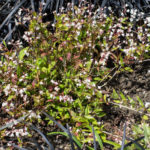 <em>Deutzia gracilis</em> 'Nikko' 14/05/2017
