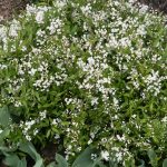 <em>Deutzia gracilis</em> 'Nikko' 22/04/2025