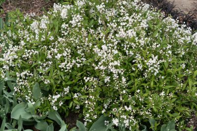 Floraison d'avril 2025