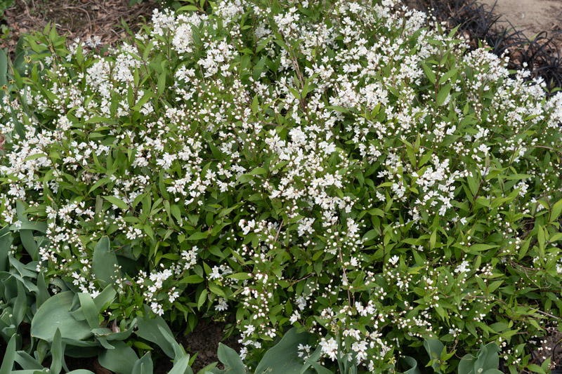 Floraison d'avril 2025