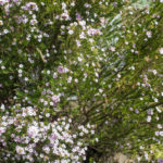 <em>Diosma hirsuta</em> 'Pink Fountain' 08/04/2021