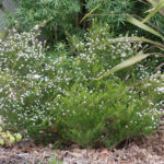 <em>Diosma hirsuta</em> 'Pink Fountain' 09/03/2019