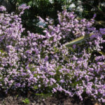 <em>Diosma hirsuta</em> 'Pink Fountain' 11/04/2019