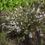 <em>Diosma hirsuta</em> 'Pink Fountain' 12/04/2025