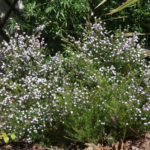 <em>Diosma hirsuta</em> 'Pink Fountain' 17/03/2019