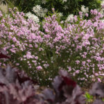 <em>Diosma hirsuta</em> 'Pink Fountain' 17/04/2017