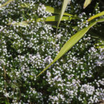 <em>Diosma hirsuta</em> 'Pink Fountain' 18/03/2020