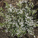 <em>Diosma hirsuta</em> 'Pink Fountain' 24/03/2017