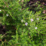 <em>Diosma hirsuta</em> 'Pink Fountain' 28/09/2018