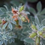 <em>Dorycnium hirsutum</em> 'Fréjorgues' 13/07/2025