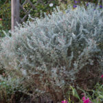 <em>Dorycnium hirsutum</em> 'Fréjorgues' 14/08/2026