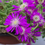 <em>Drosanthemum</em> 18/04/2019