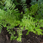 <em>Dryopteris affinis</em> 'Polydactyla Dadds' 10/08/2021