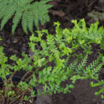 <em>Dryopteris affinis</em> 'Polydactyla Dadds' 17/09/2020